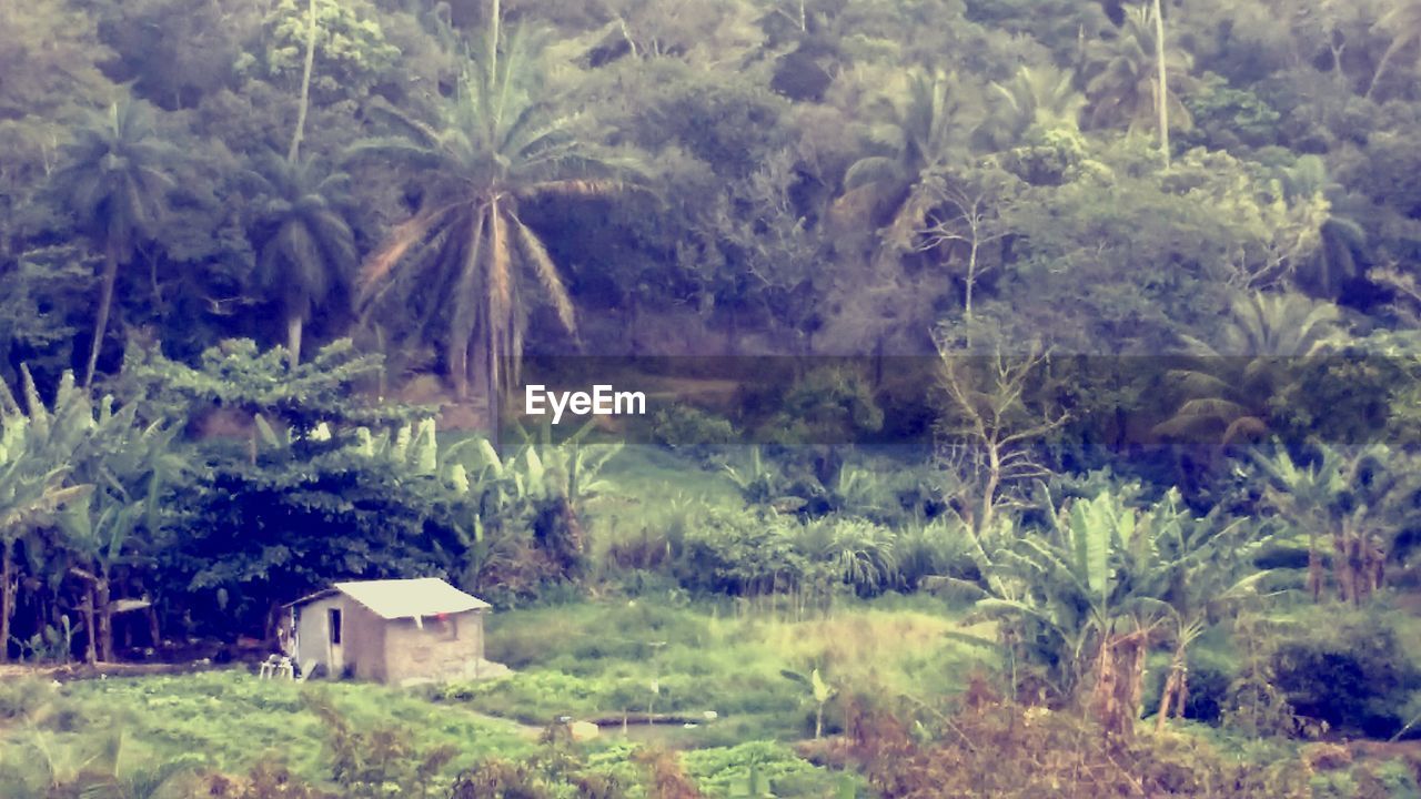 PANORAMIC VIEW OF TREES ON LANDSCAPE