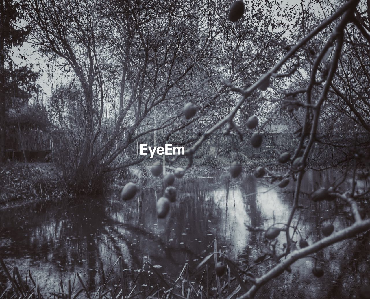 TREES REFLECTING IN WATER