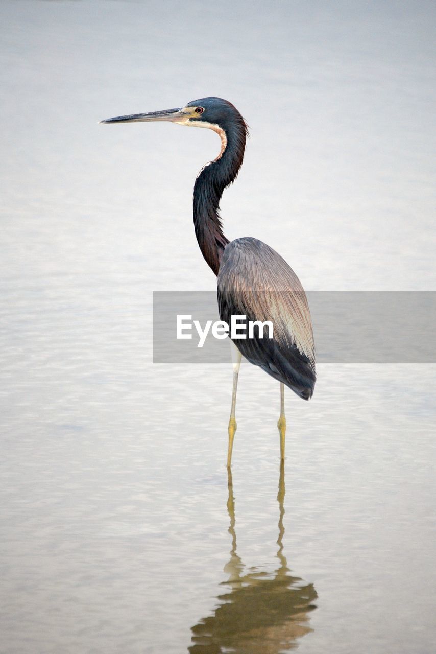 CLOSE-UP OF GRAY HERON AGAINST LAKE