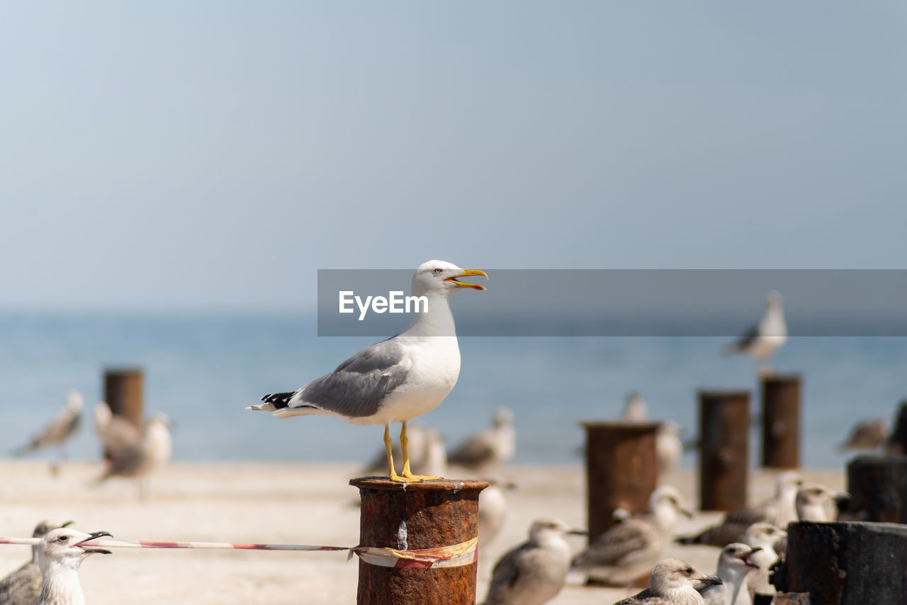 Seagull perching on wooden post