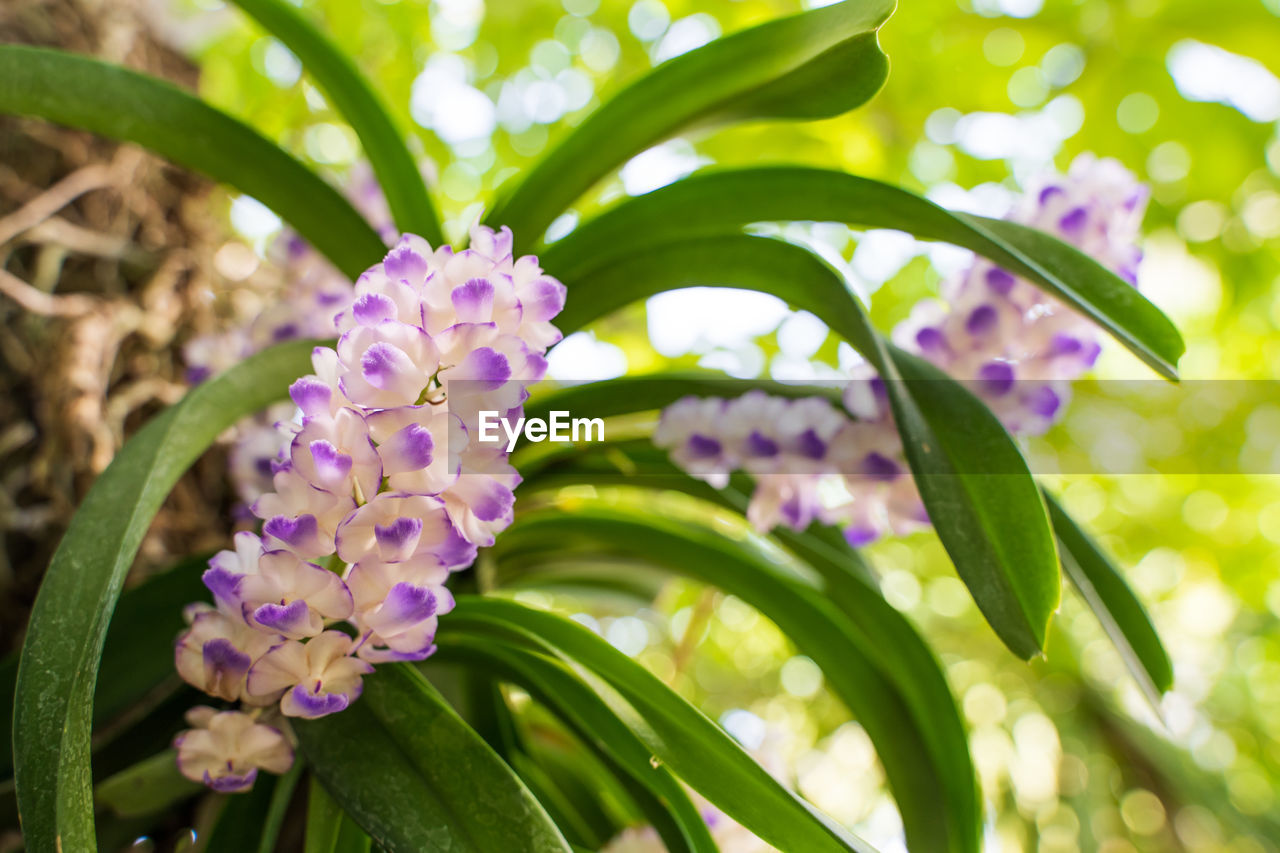 CLOSE-UP OF PINK FLOWERING PLANTS