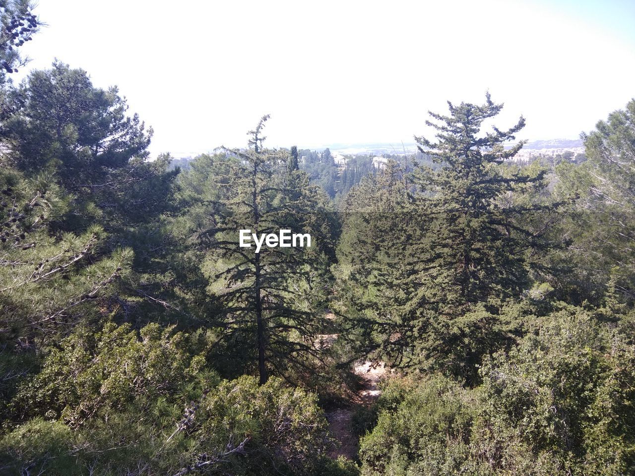 TREES GROWING IN FOREST