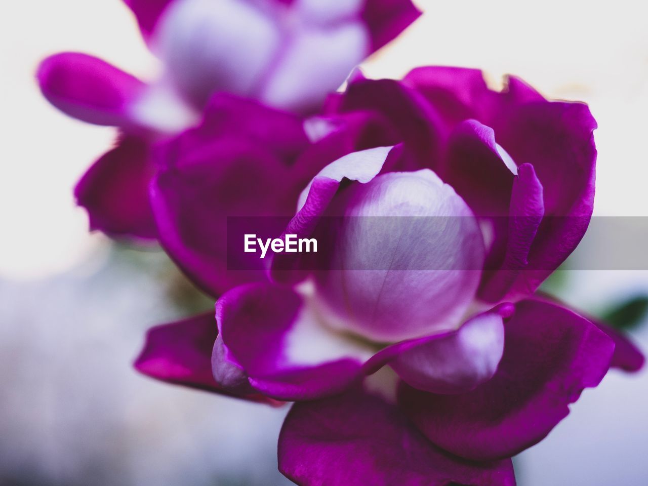 CLOSE-UP OF PINK FLOWER