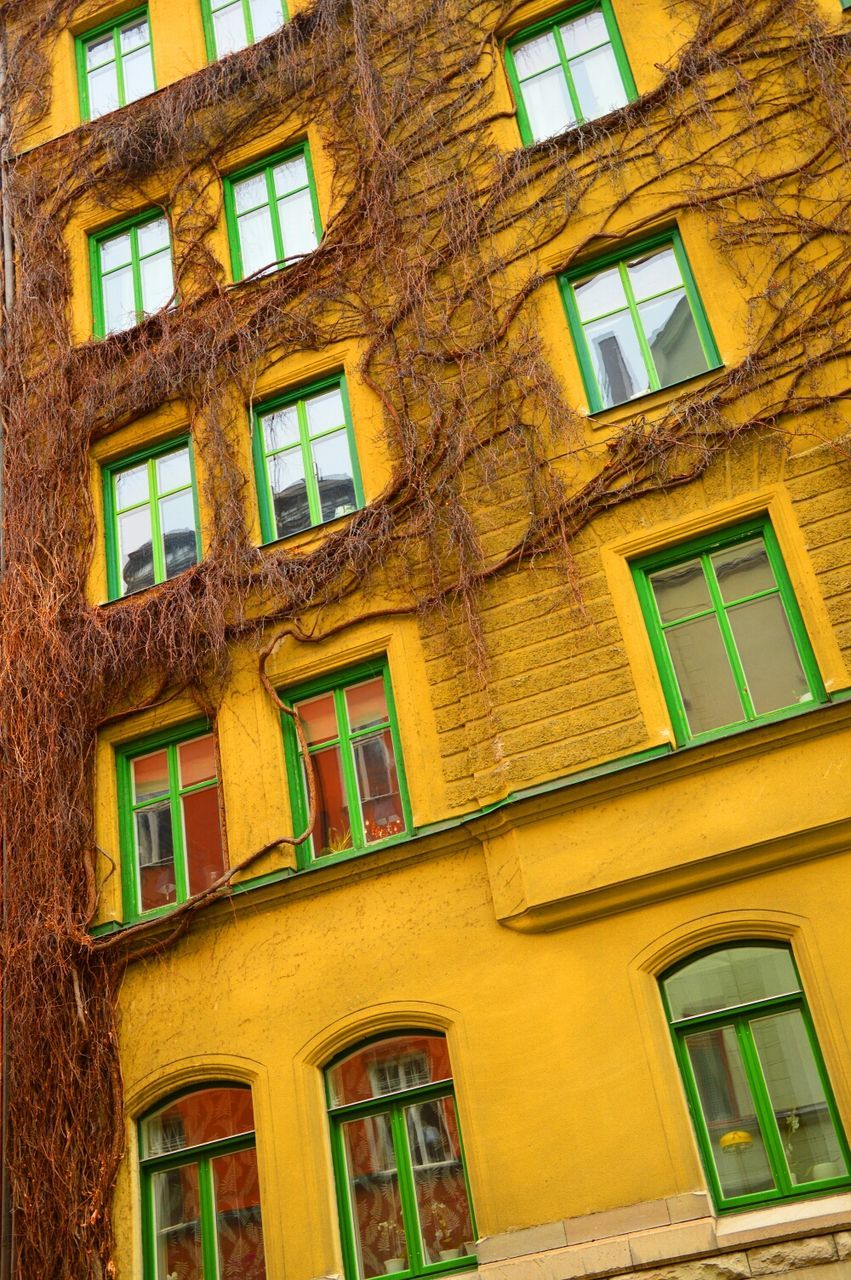 Detail shot of building with windows and creepers