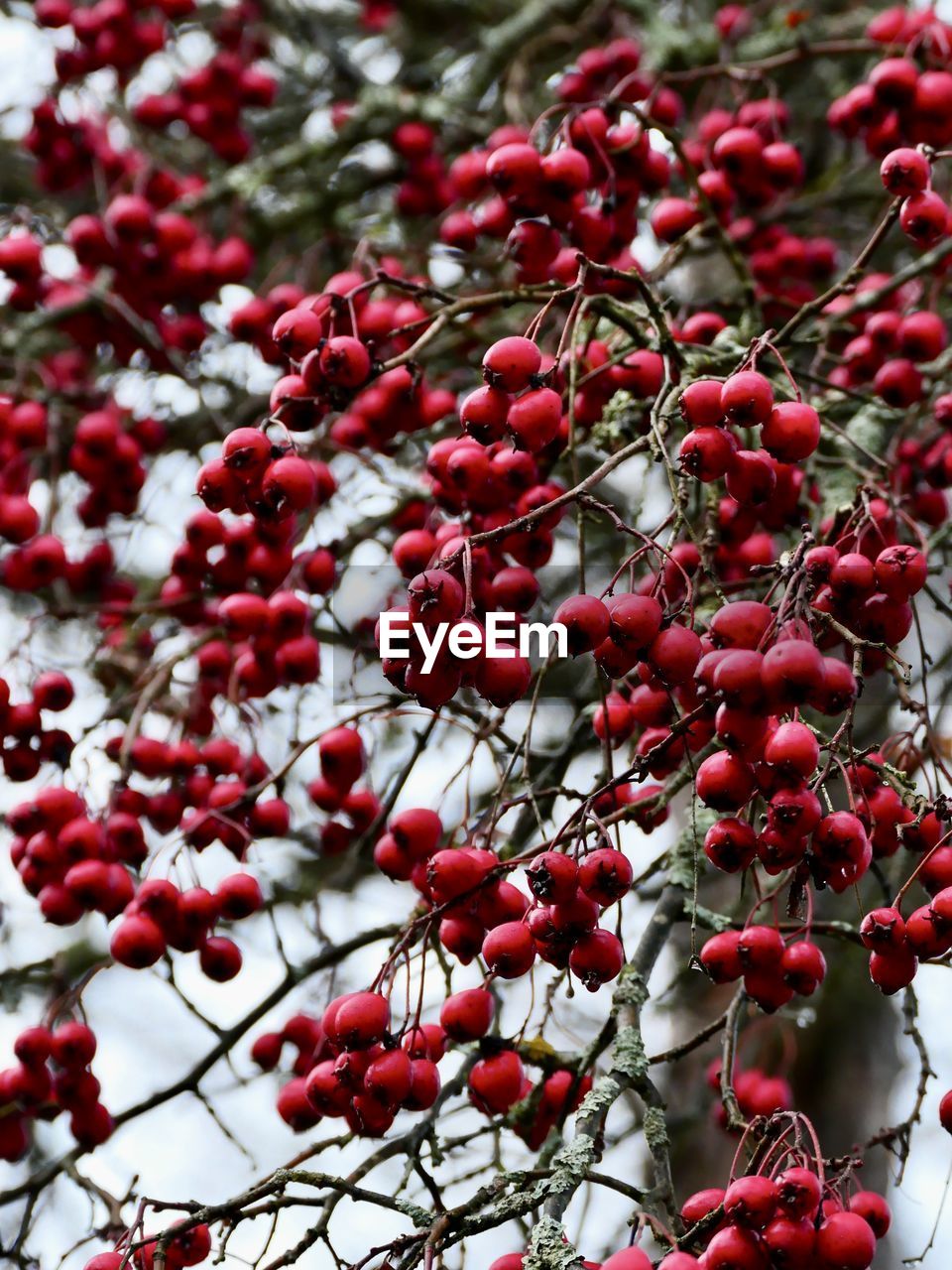 CLOSE-UP OF RED BERRIES ON TREE