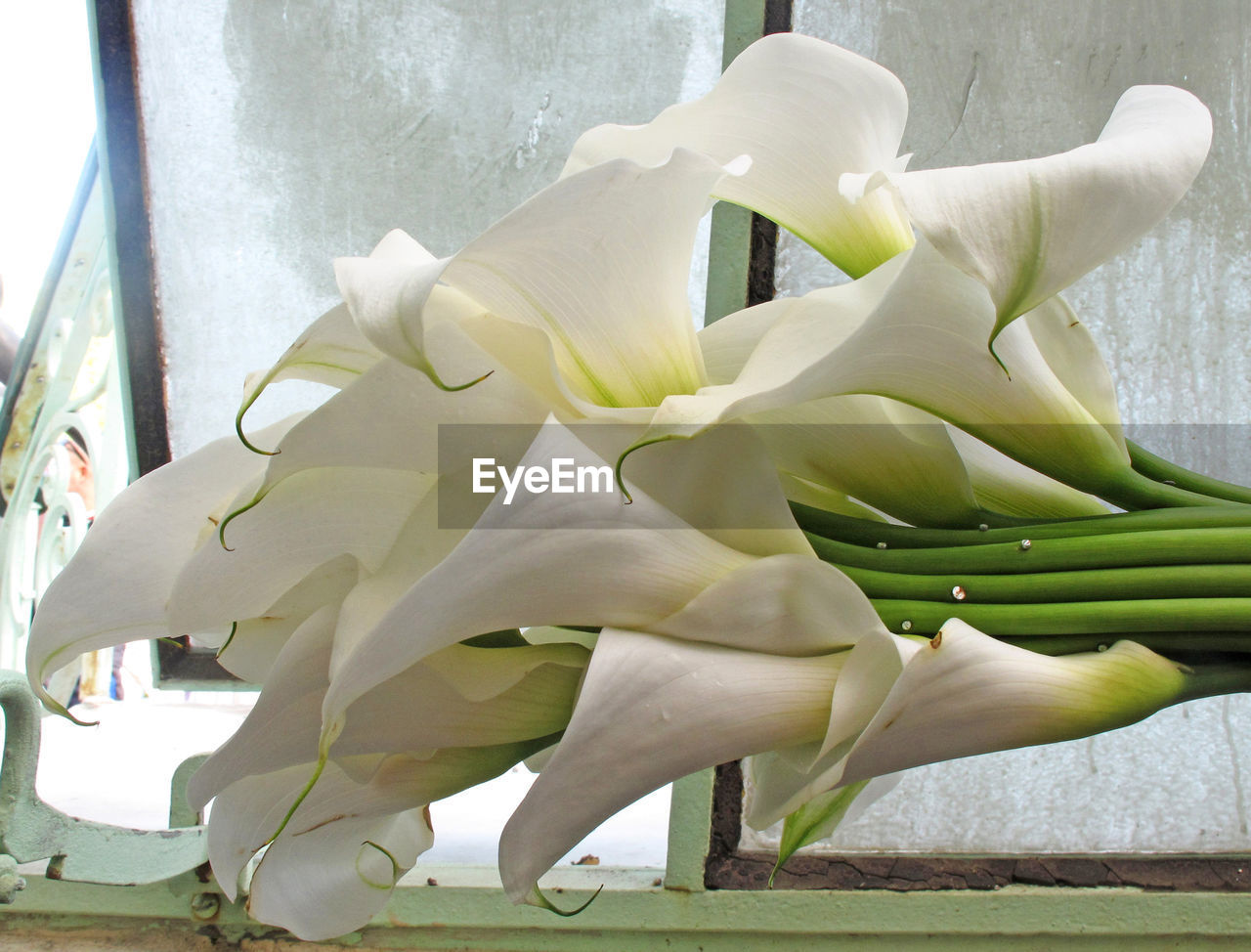 Close-up of white flowers