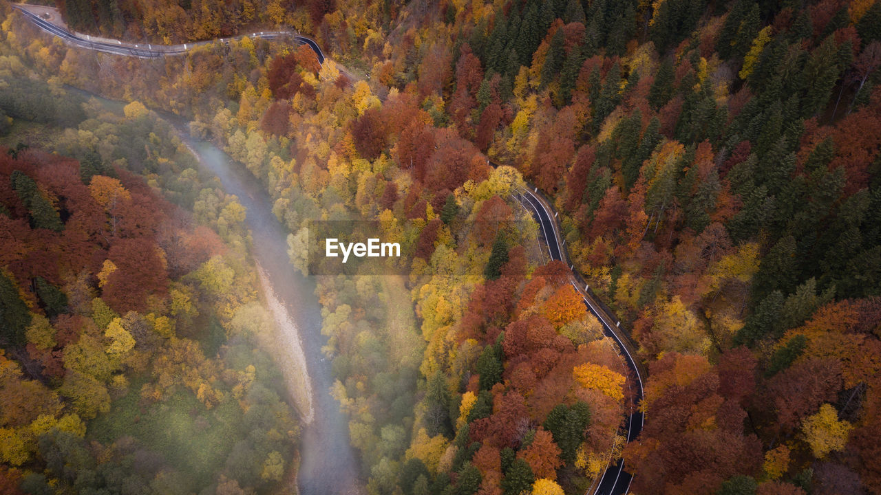 High angle view of trees in forest during autumn