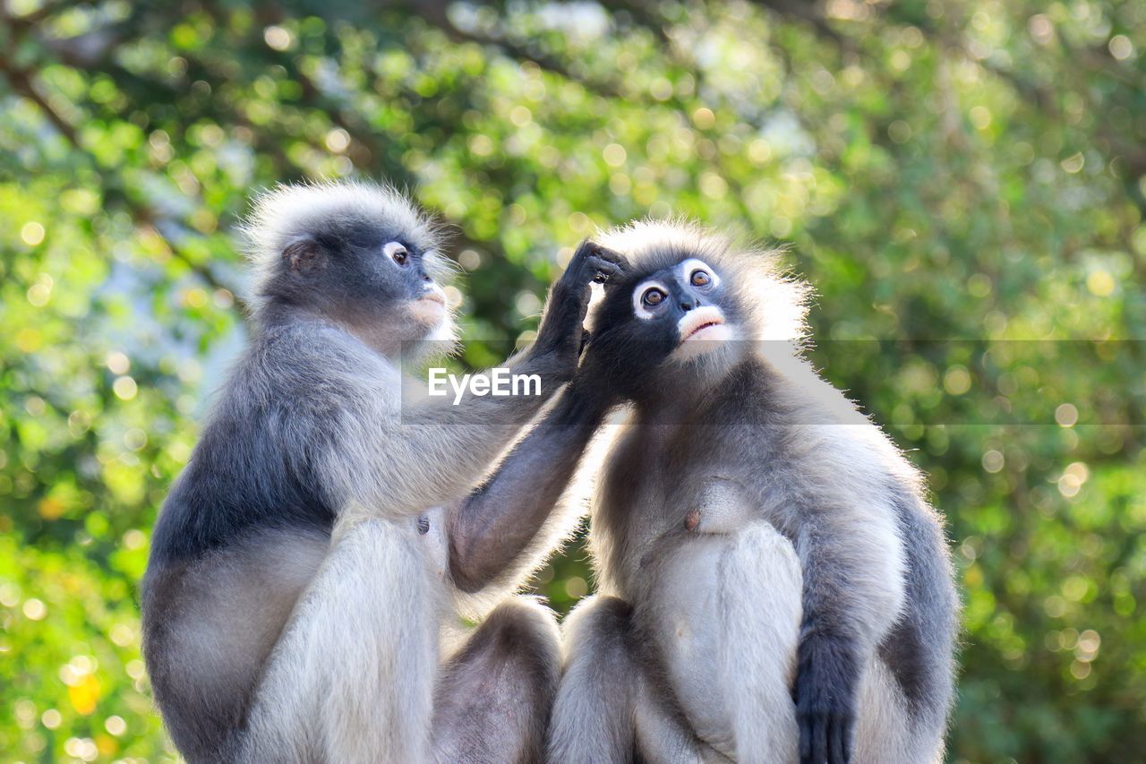 MONKEY SITTING ON TREE AGAINST BLURRED BACKGROUND