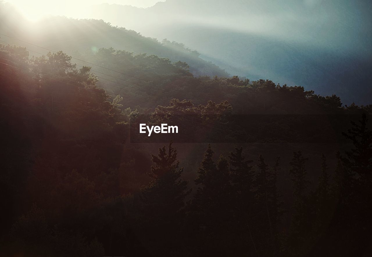 SCENIC VIEW OF FOREST AGAINST SKY