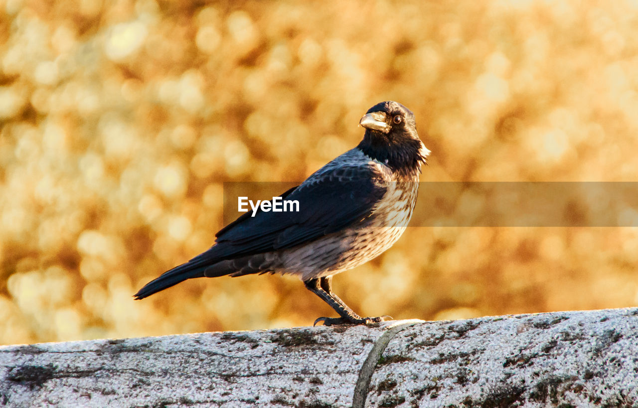 Close-up of bird perching on rock