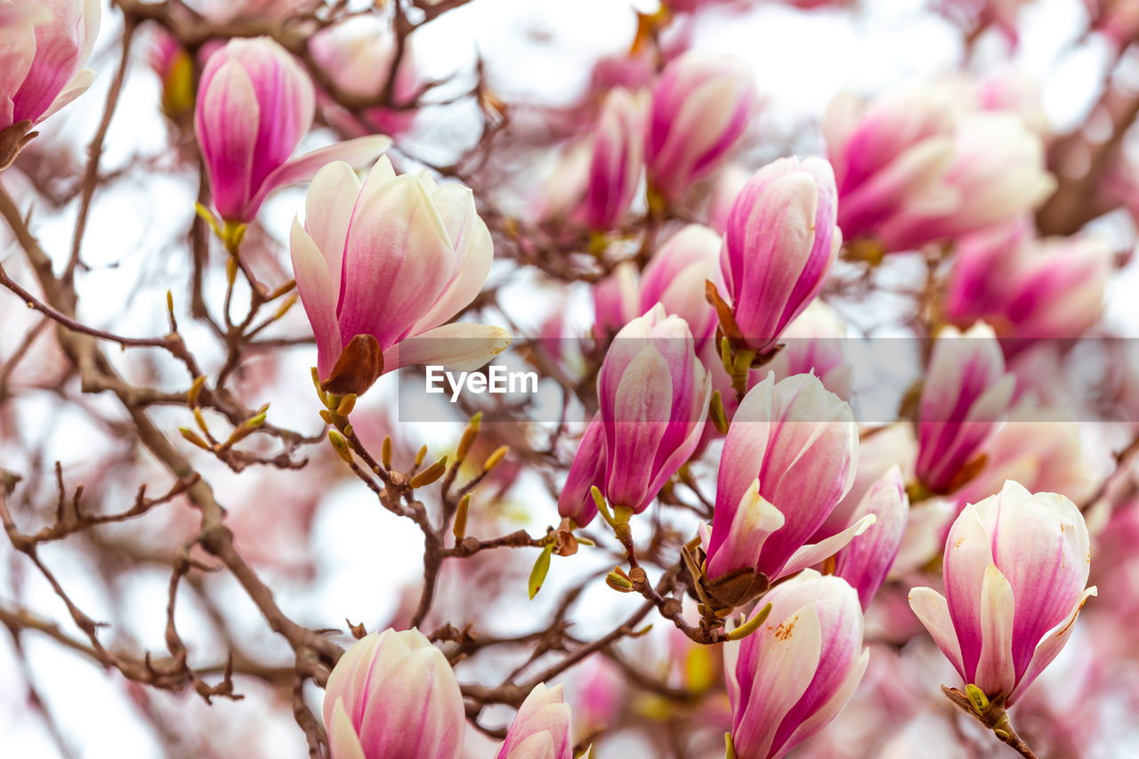 plant, flower, flowering plant, pink, beauty in nature, freshness, blossom, nature, springtime, fragility, tree, spring, close-up, petal, magnolia, growth, branch, no people, flower head, focus on foreground, outdoors, selective focus, inflorescence, macro photography, day, bud