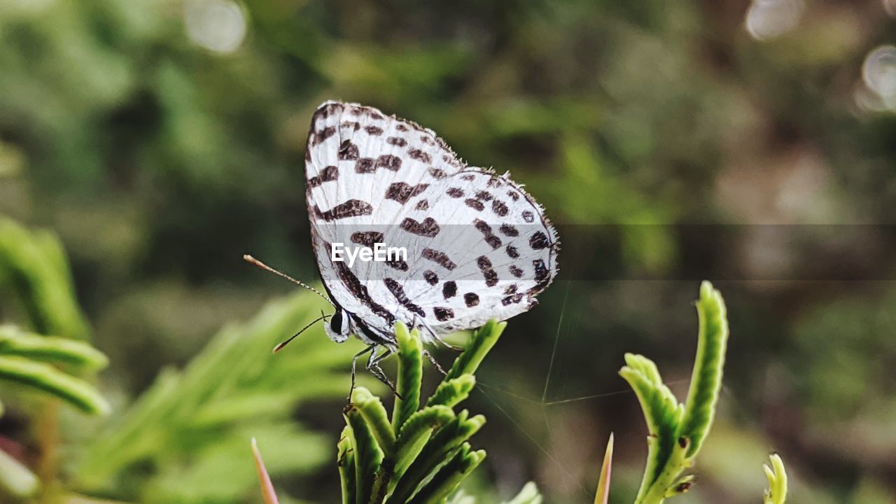 Close-up of butterfly on plant