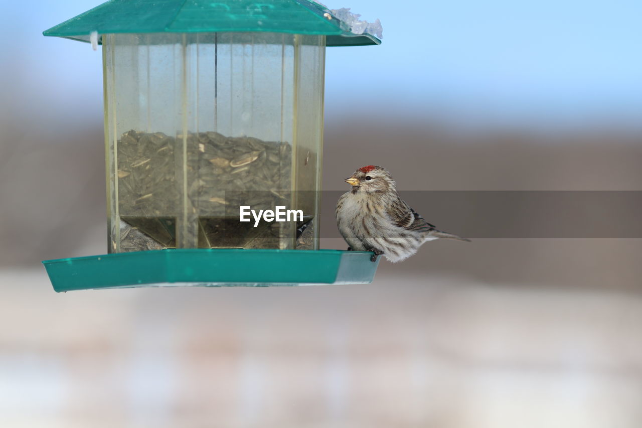 Bird perching on a feeder