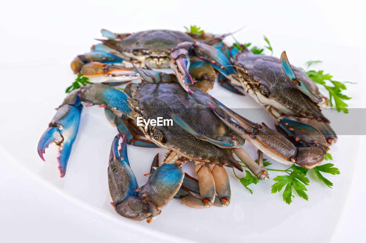 Blue crab in the dish, group of blue crabs ingredient in cooking.