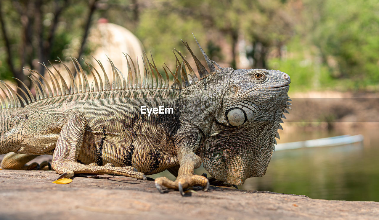 CLOSE-UP OF A LIZARD