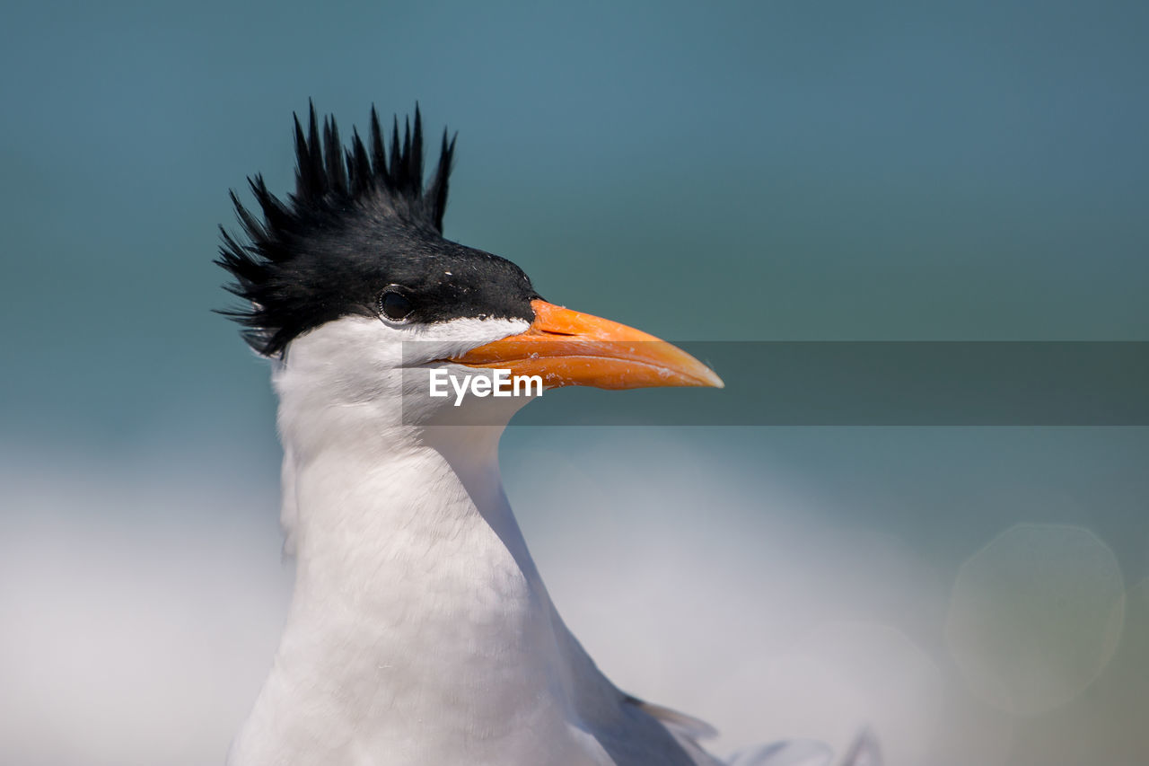 Close-up of bird looking away outdoors