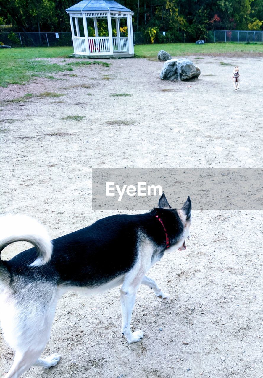 DOG WEARING SUNGLASSES ON GROUND