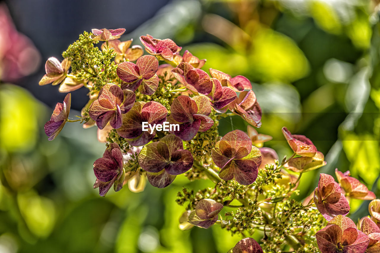 plant, nature, flower, beauty in nature, flowering plant, food and drink, freshness, macro photography, blossom, food, growth, close-up, plant part, outdoors, leaf, produce, sunlight, tree, healthy eating, shrub, wildflower, focus on foreground, day, green, no people, environment, fruit, travel, branch, tourism, multi colored, environmental conservation, landscape, travel destinations