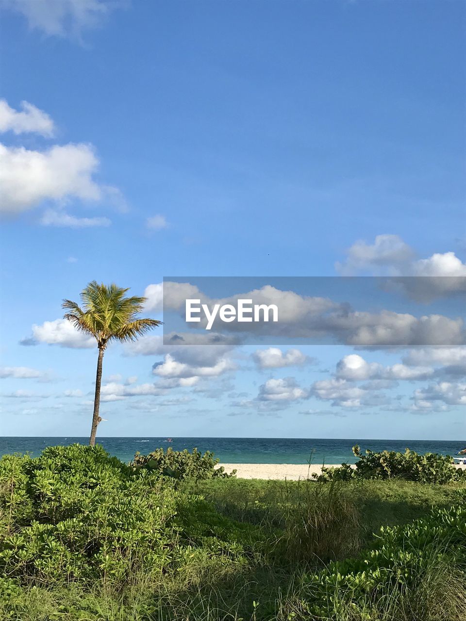 Scenic view of palm trees on field against sky