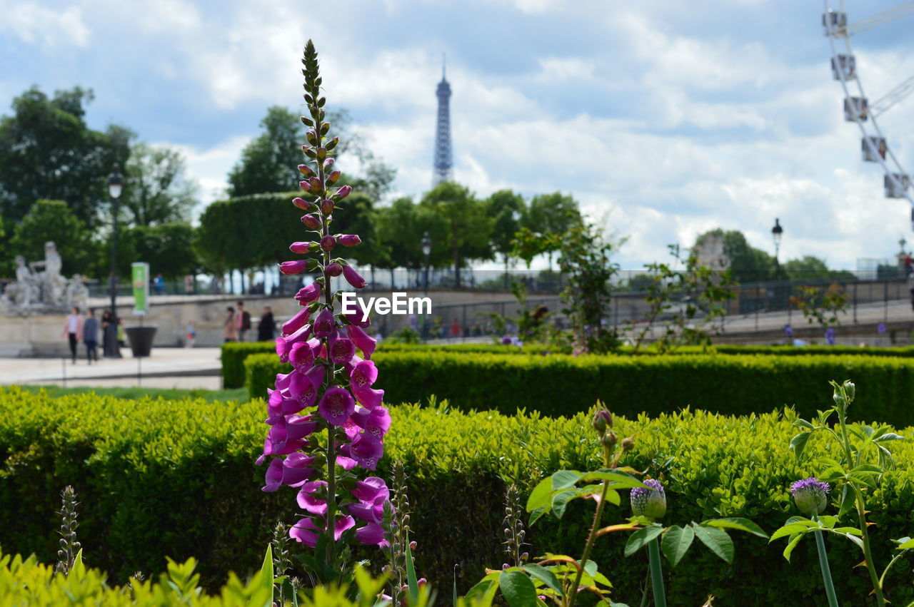 VIEW OF FLOWERS GROWING IN PARK