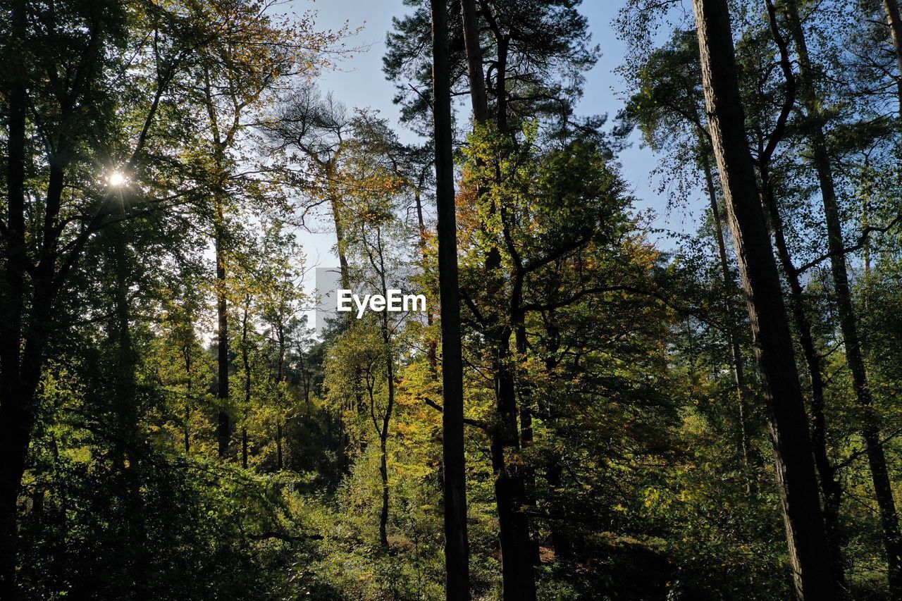 LOW ANGLE VIEW OF TREES IN FOREST