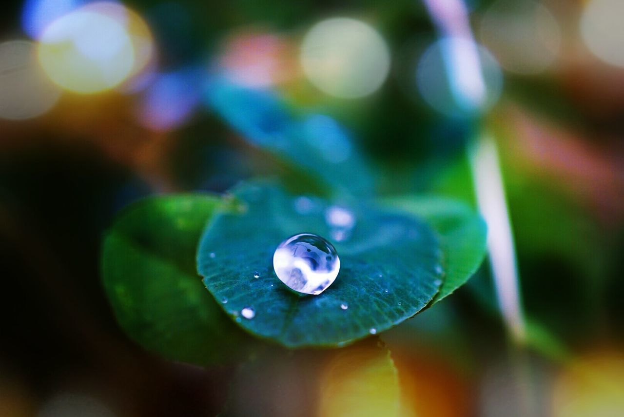 CLOSE UP OF WATER DROPS ON LEAF