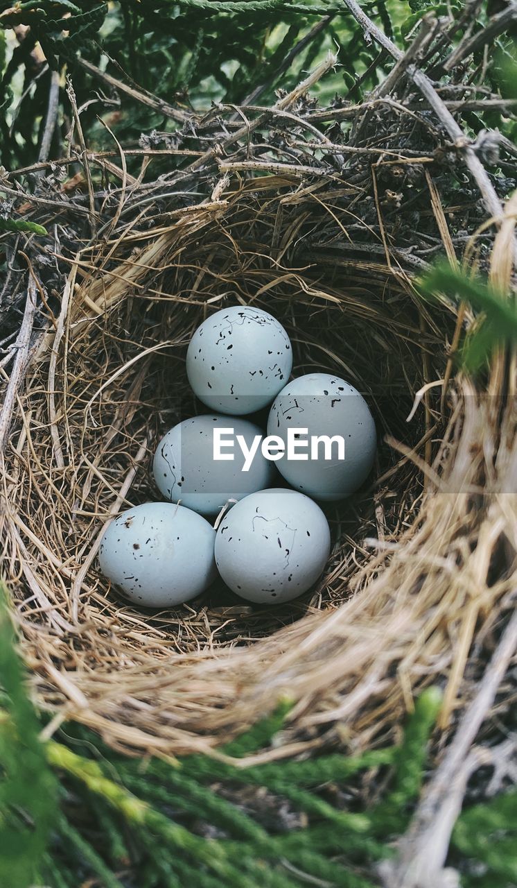 High angle view of eggs in nest