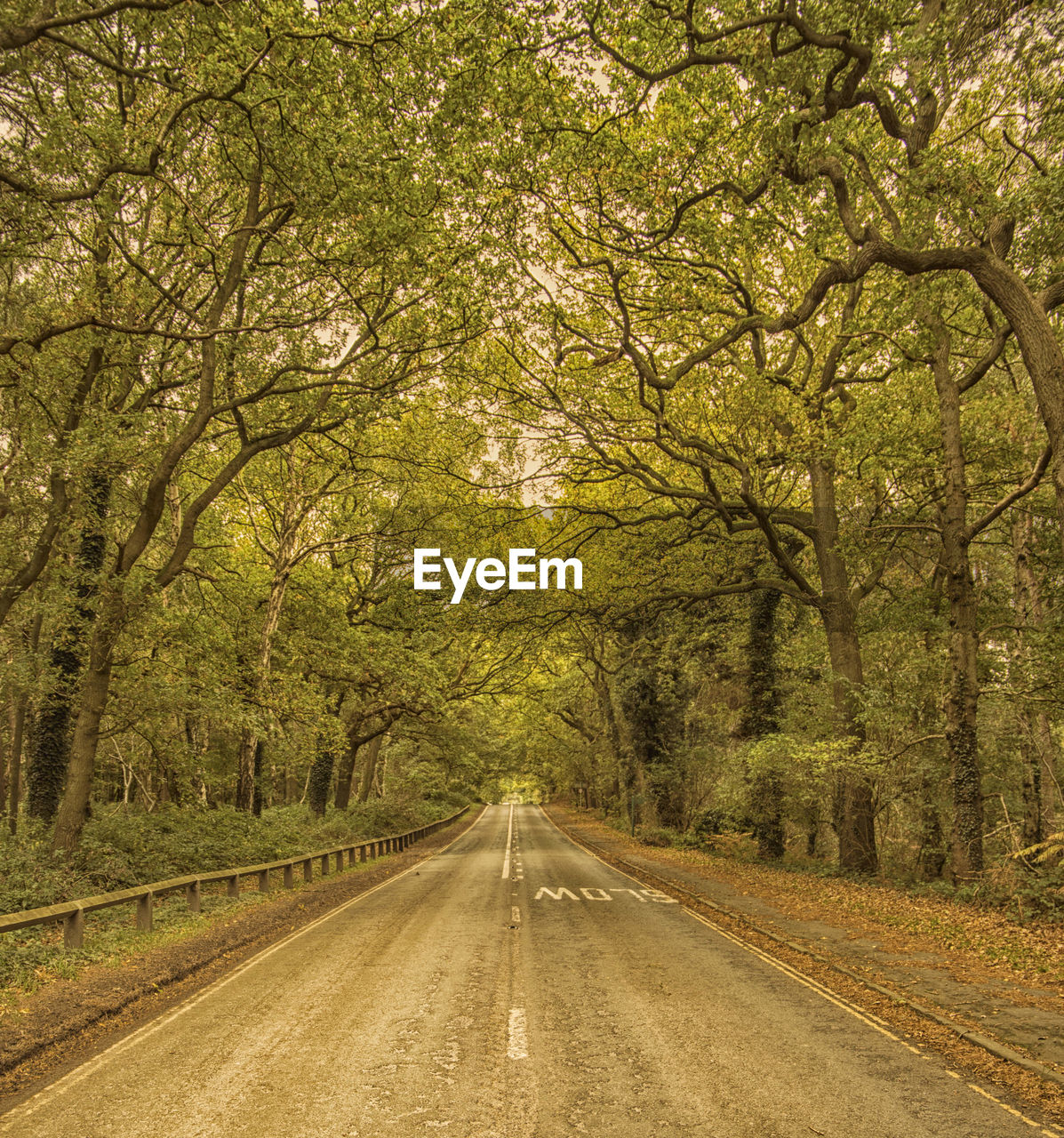 Road amidst trees in forest