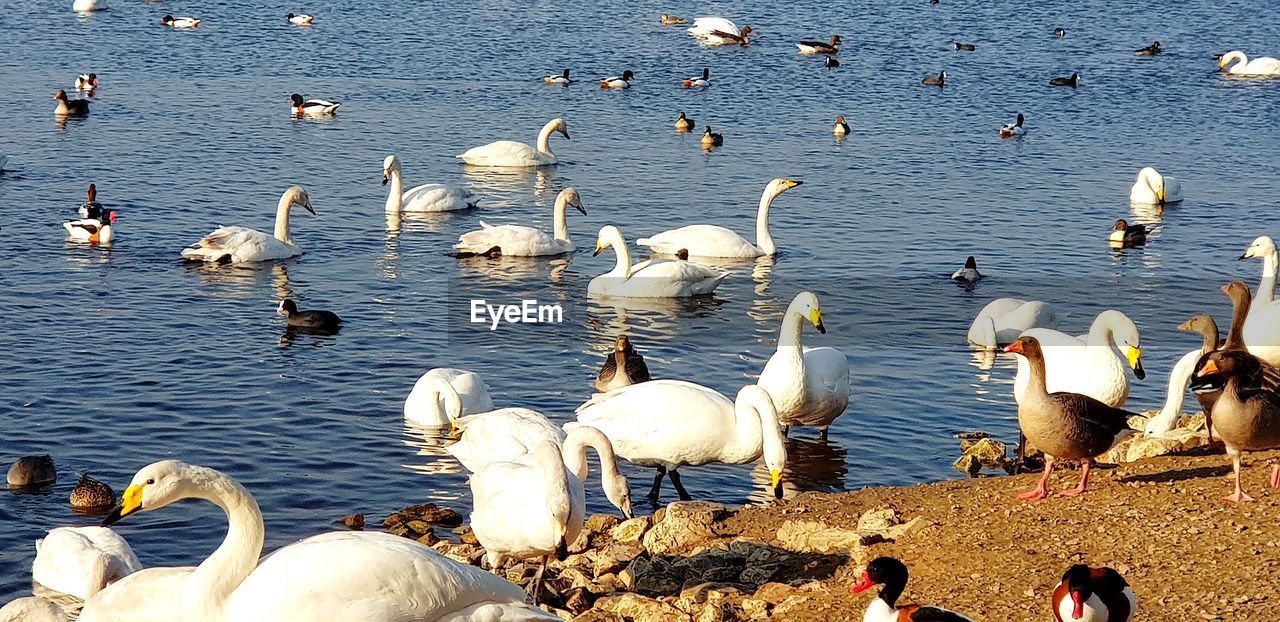 HIGH ANGLE VIEW OF SWANS AND DUCKS ON LAKE