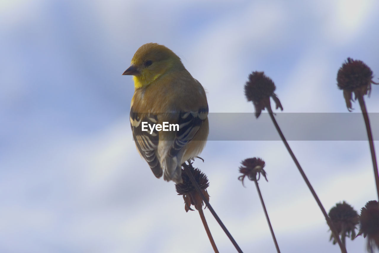 Low angle view of bird perching on plant stem against sky