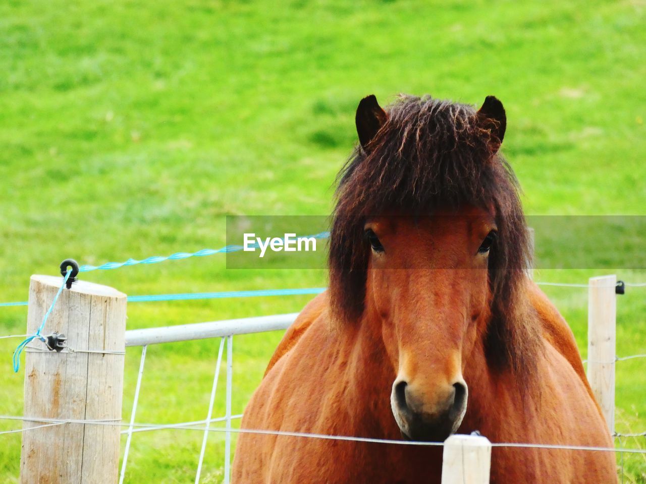 Portrait of horse in ranch