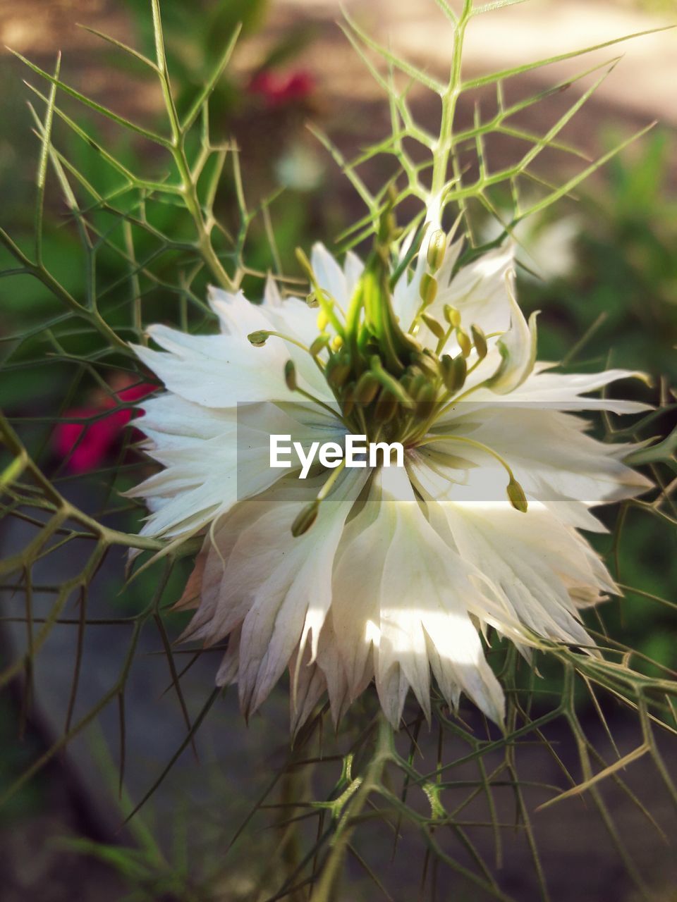 CLOSE-UP OF WHITE FLOWER GROWING OUTDOORS