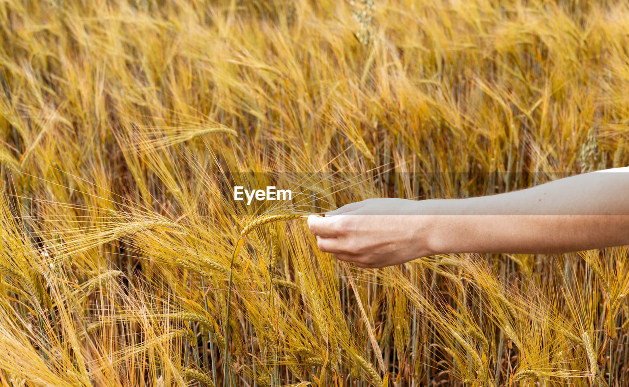 Female hand holding ripe spikelet of wheat growing in an agricultural field harvesting copy space