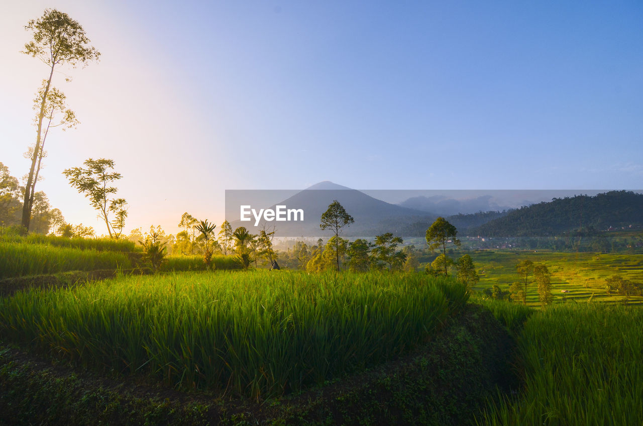 landscape, plant, environment, nature, land, sky, field, agriculture, rural scene, scenics - nature, beauty in nature, grassland, tree, morning, crop, grass, meadow, plain, mountain, horizon, flower, natural environment, rural area, tranquility, no people, farm, prairie, food and drink, paddy field, blue, green, sun, growth, outdoors, food, cloud, tranquil scene, sunlight, sunrise, travel, rapeseed, cereal plant, rice, twilight, pasture, summer, social issues, travel destinations, freshness, non-urban scene, environmental conservation, clear sky, rice paddy, springtime, forest, idyllic, mountain range