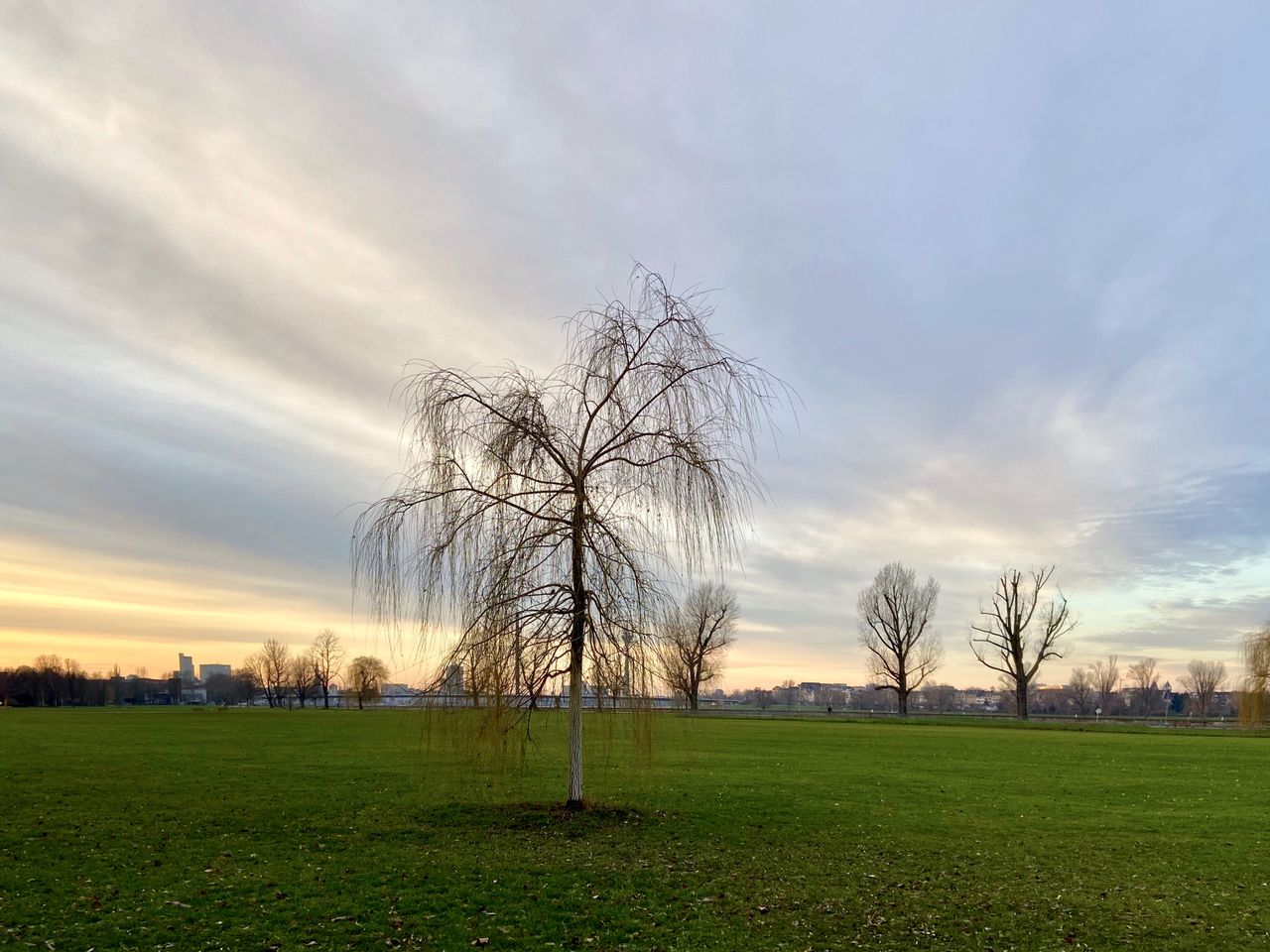 Bare trees on field against sky during sunset