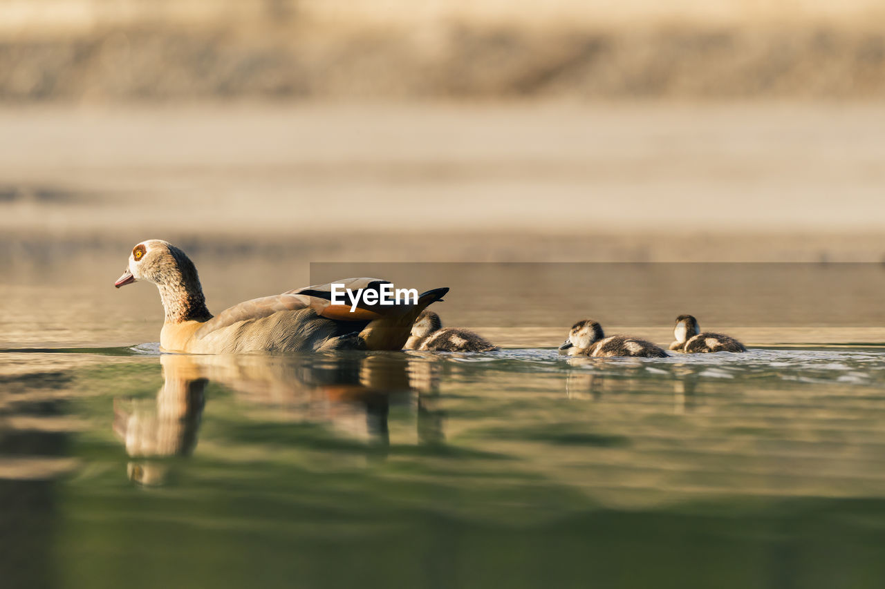 Duck swimming in lake