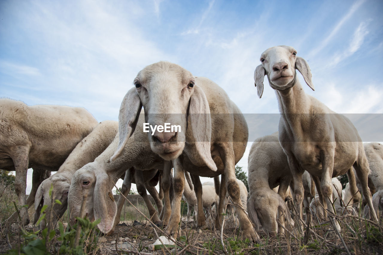 Funny sheep in italian field.