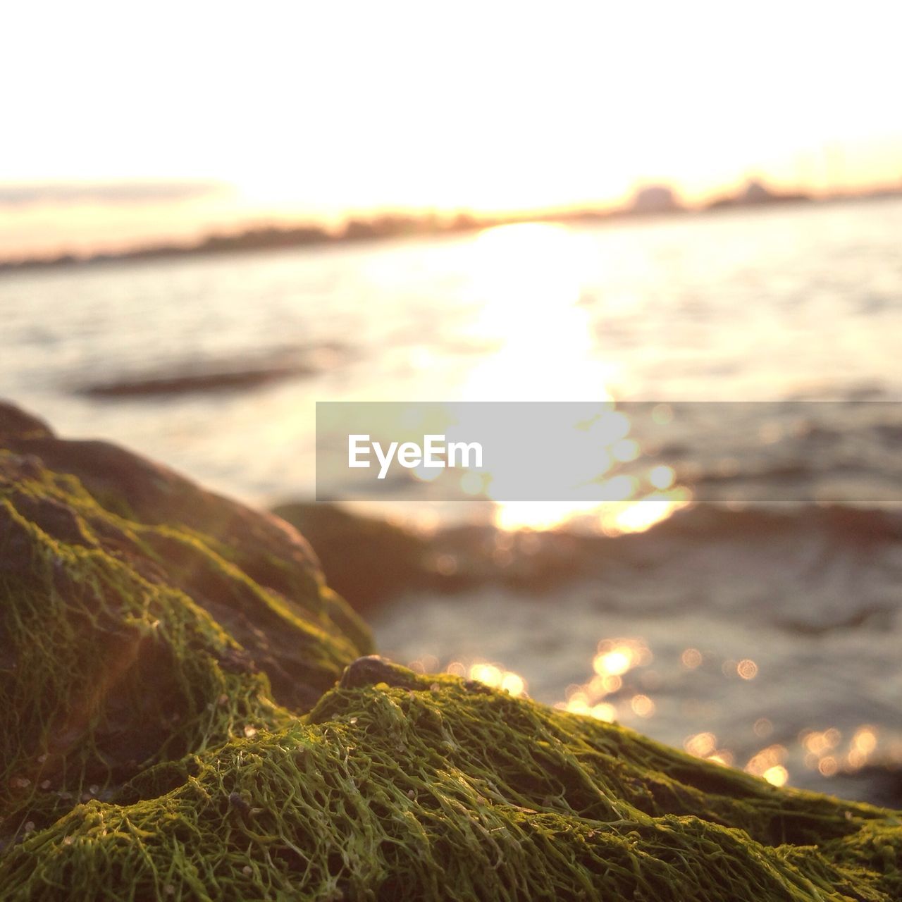Moss on rocks against sea