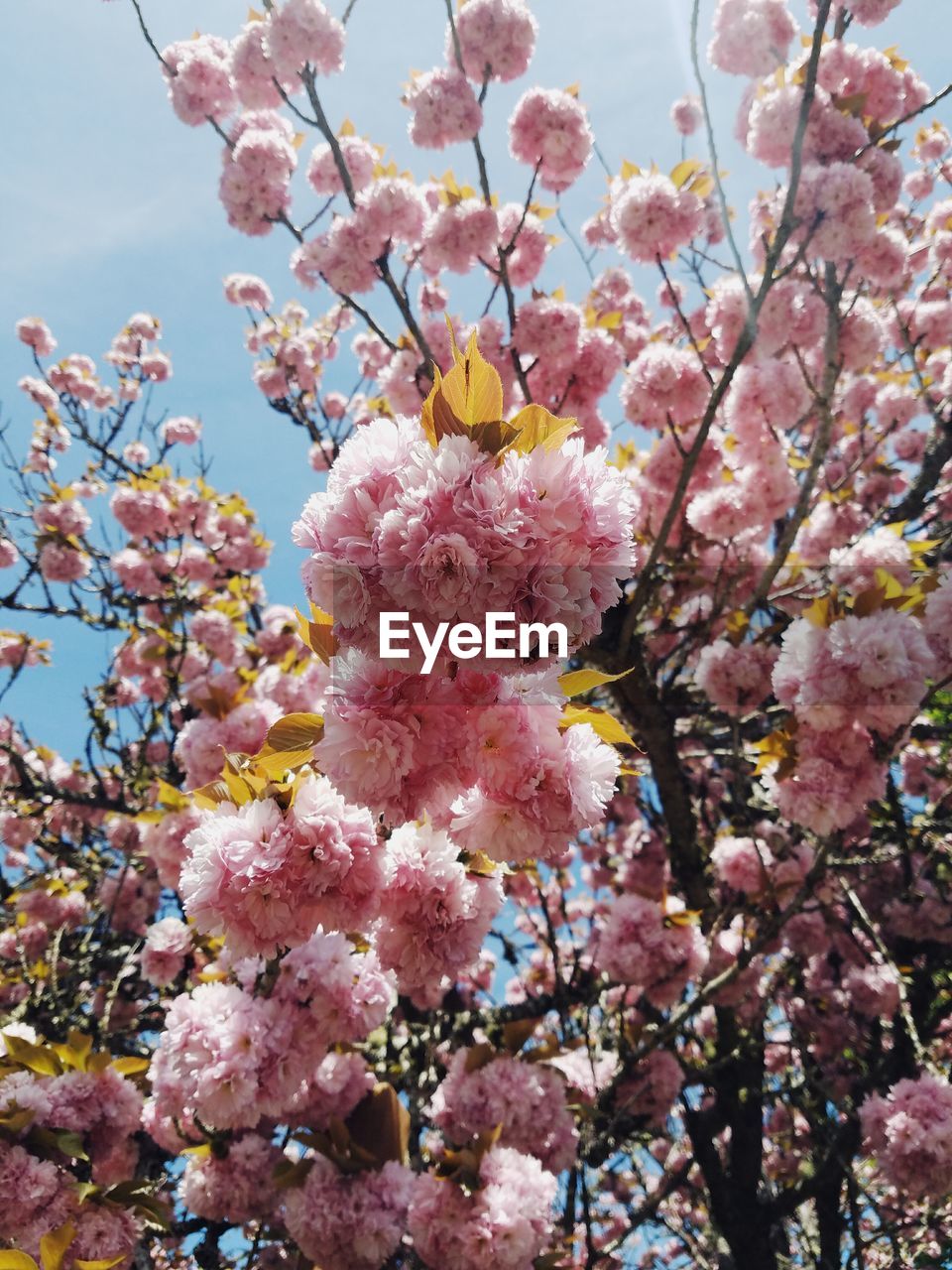 LOW ANGLE VIEW OF PINK FLOWERS