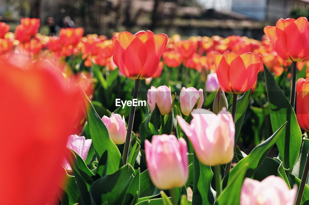 CLOSE-UP OF PINK TULIPS