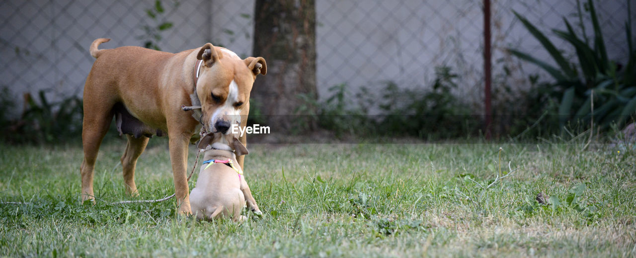 DOG ON GRASS FIELD