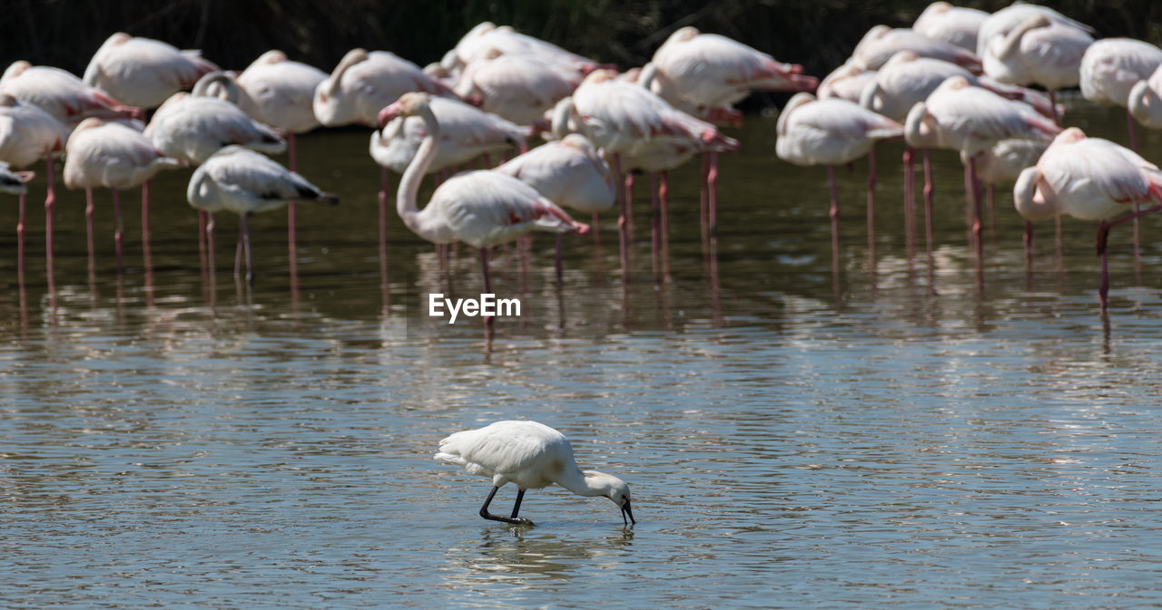 BIRDS IN LAKE