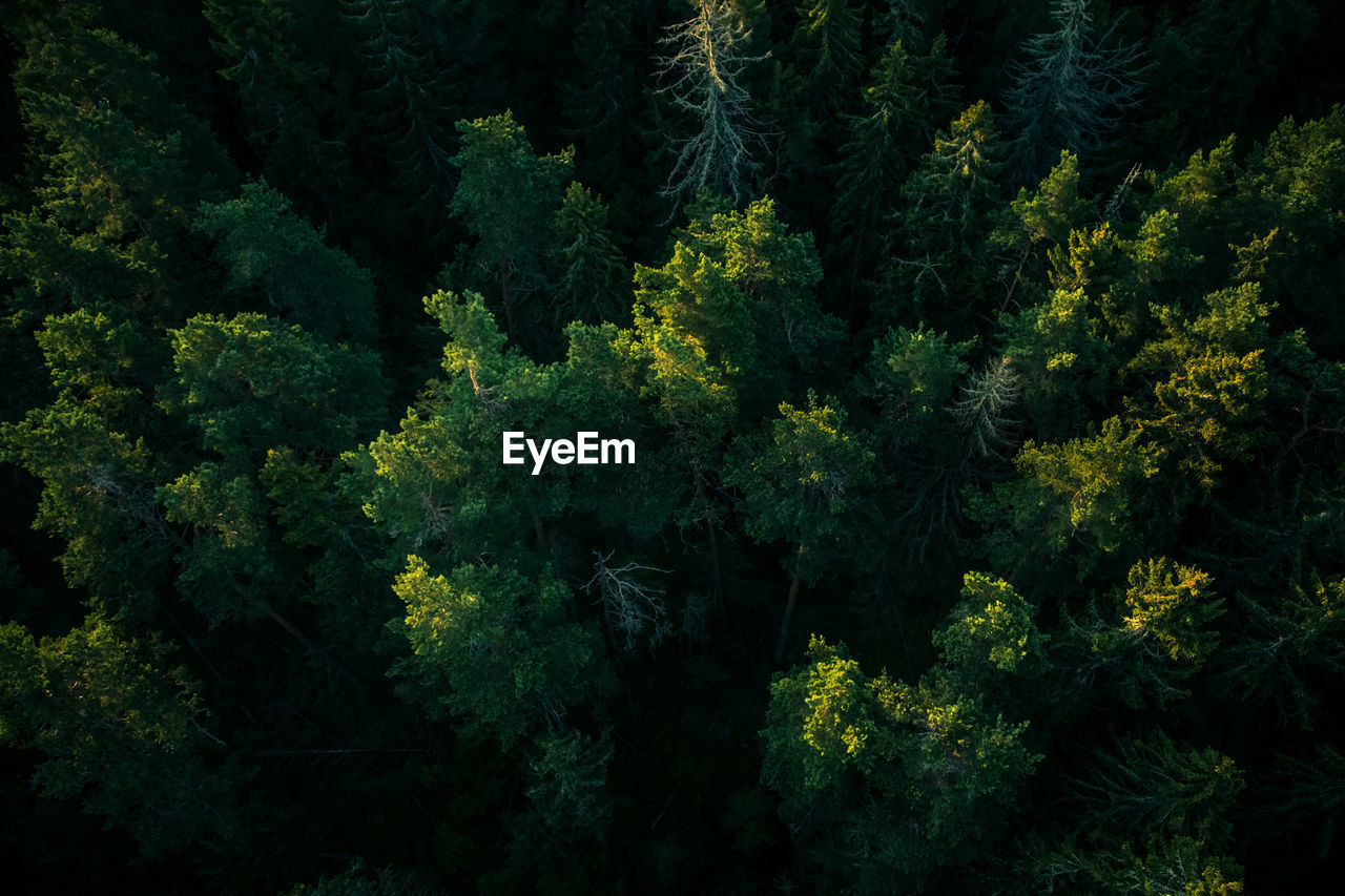 Aerial view of trees in forest