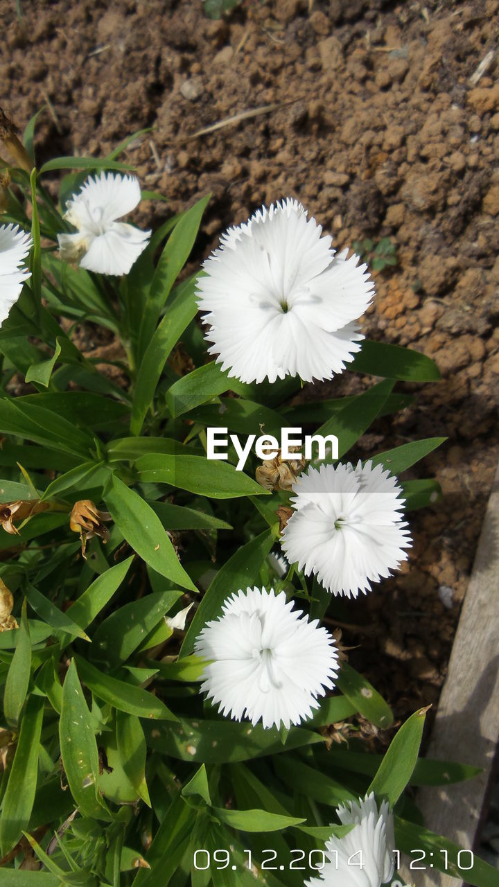 WHITE FLOWERS GROWING OUTDOORS