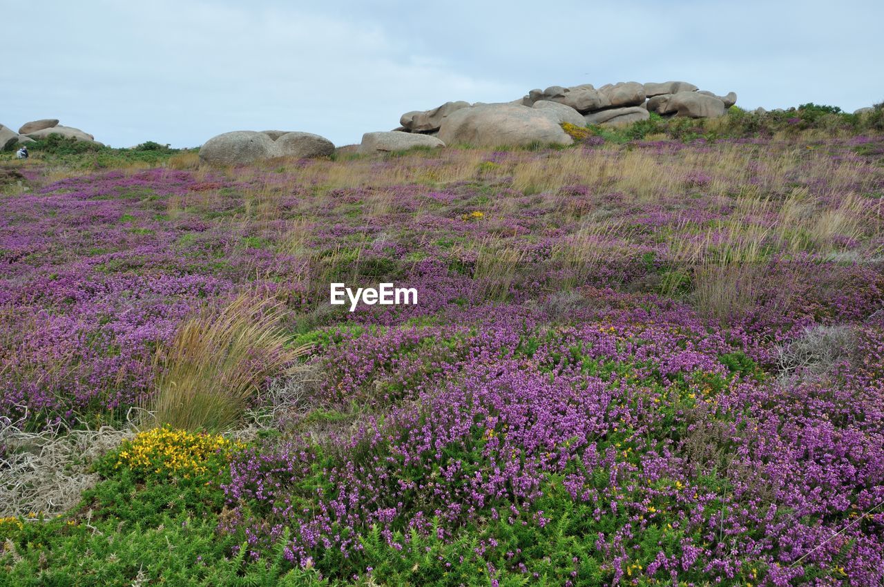 VIEW OF FLOWERING PLANTS ON FIELD AGAINST SKY
