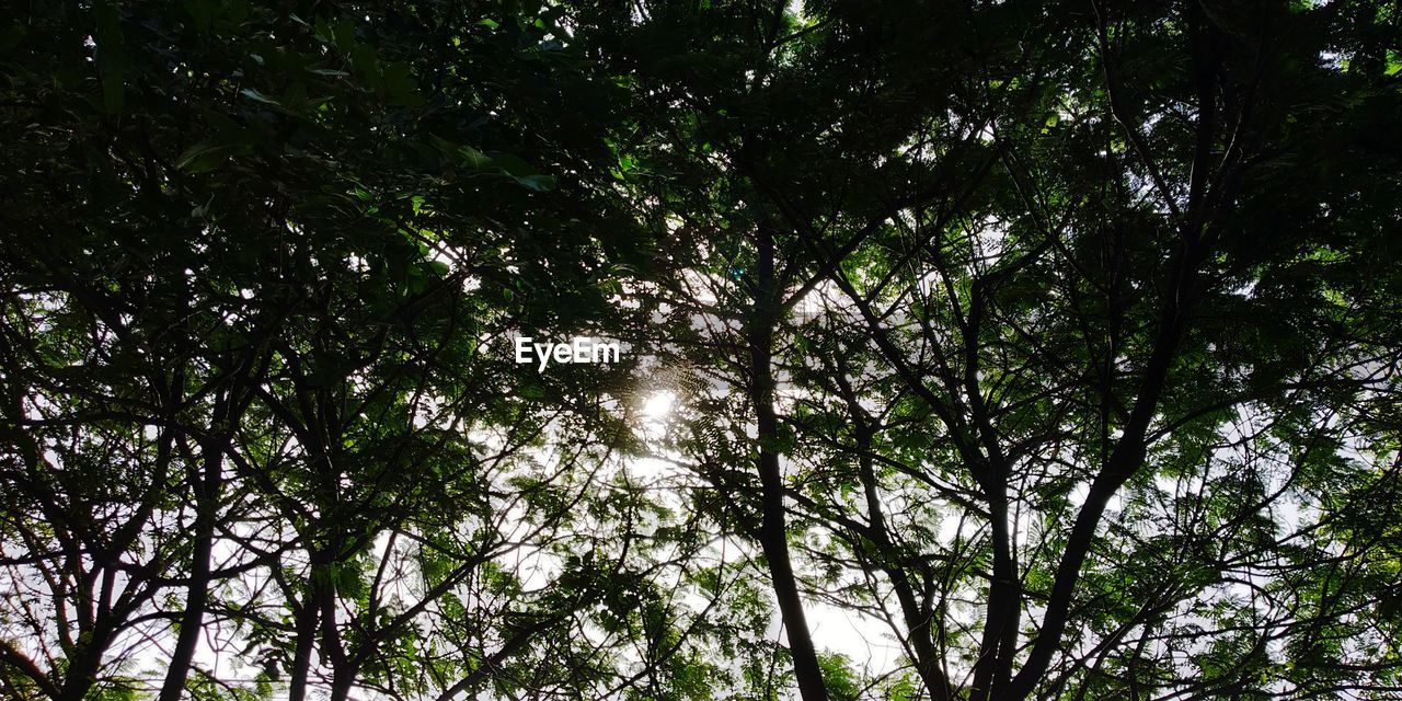 Low angle view of sunlight streaming through trees in forest