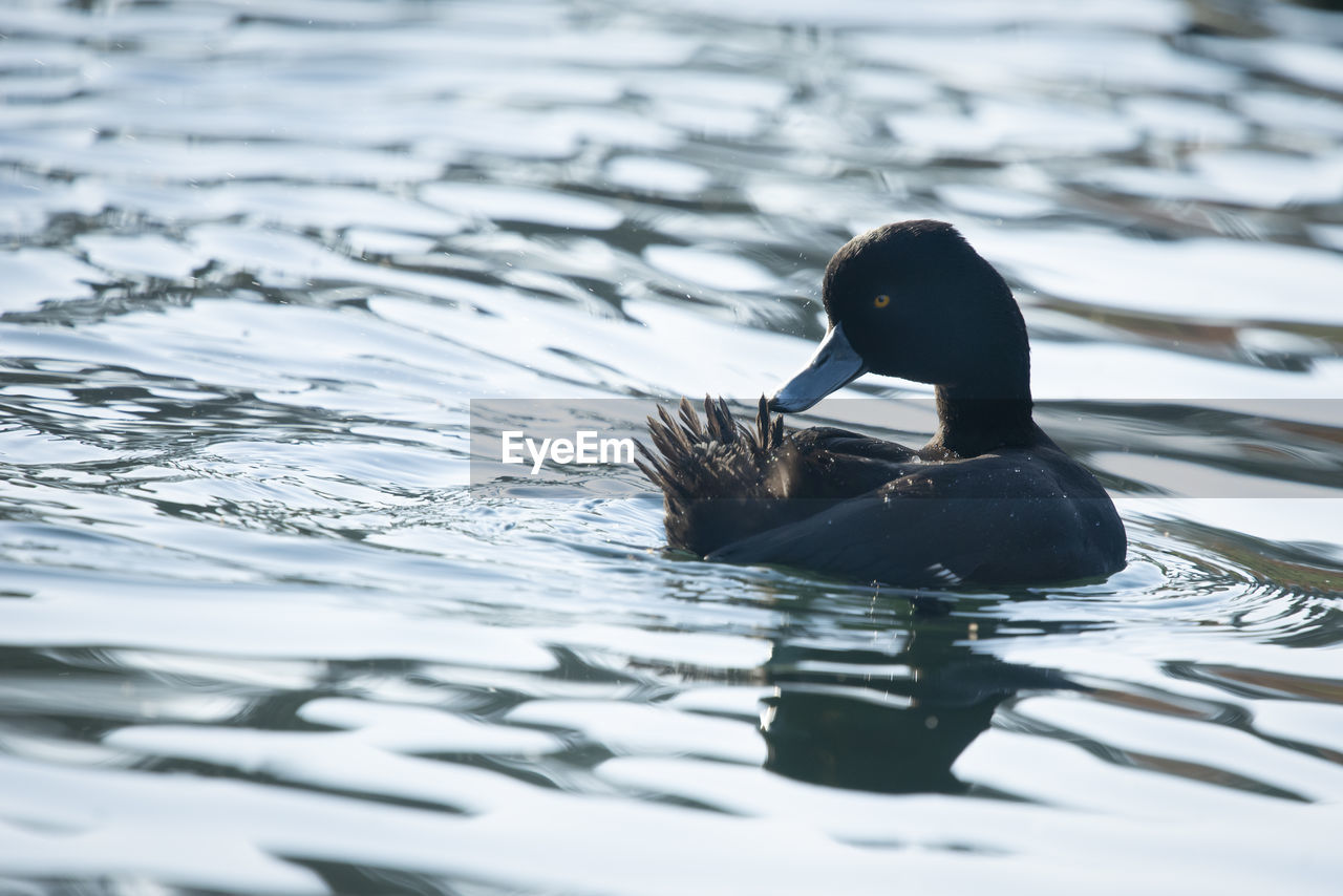 DUCKS SWIMMING IN LAKE