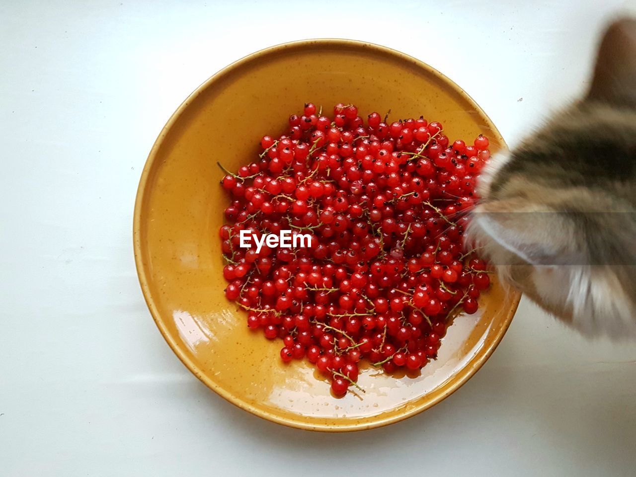 High angle view of cat standing by cherries on white background