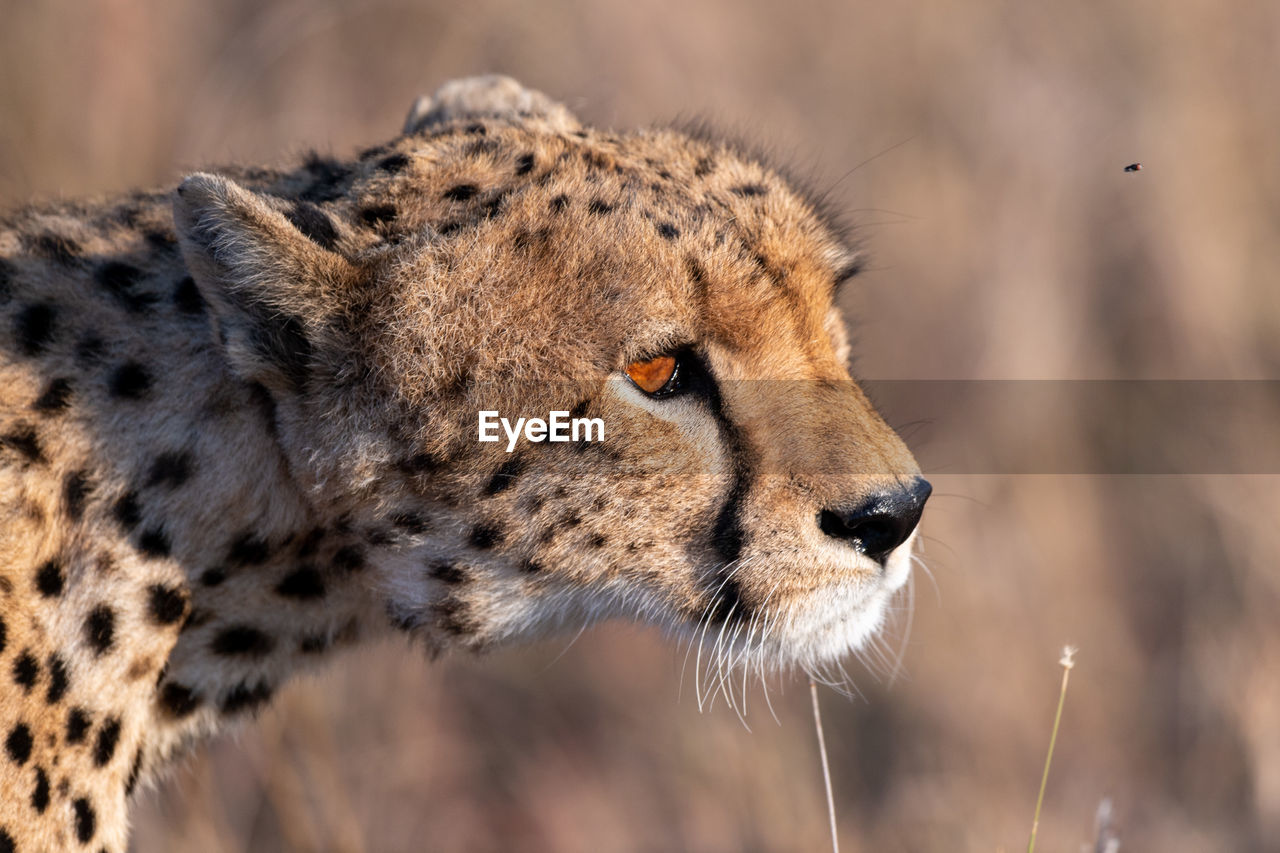 Cheetah on the hunt