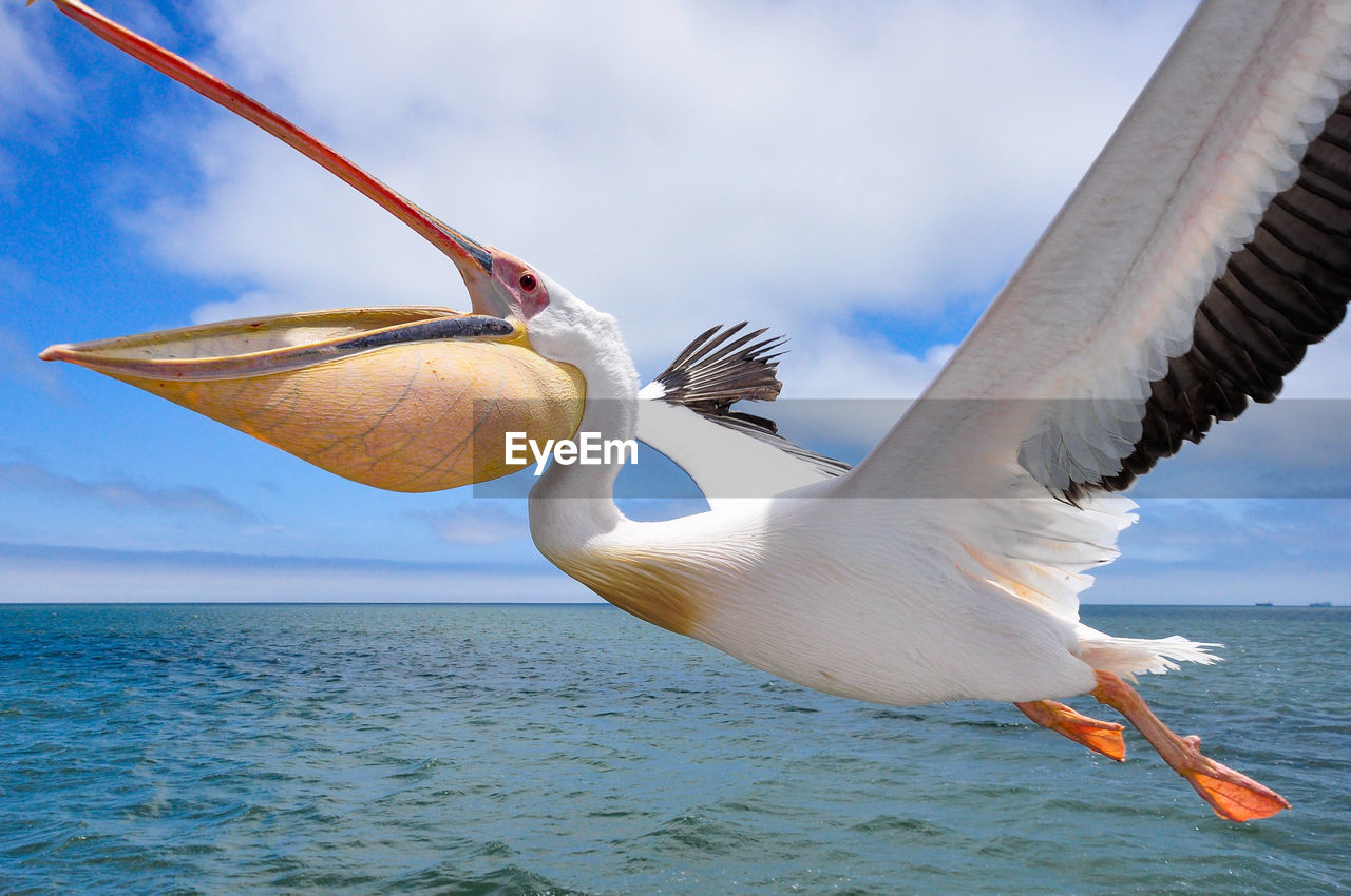 Close-up of pelican flying